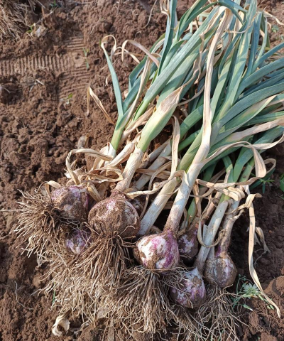 糖蒜怎么种植技术 糖蒜怎么种植技术