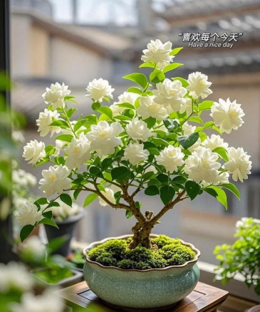 小众送妈妈的花有哪些花