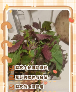 山东水产养殖，提升养殖效益，掌握关键技术