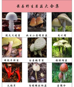 山东水产养殖，提升养殖效益，掌握关键技术