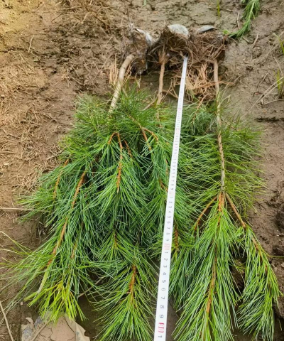 山东水产养殖，提升养殖效益，掌握关键技术