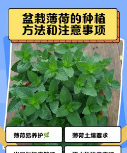 纯净水可以养花吗，了解水质影响，掌握正确方法