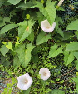 纯净水可以养花吗，了解水质影响，掌握正确方法