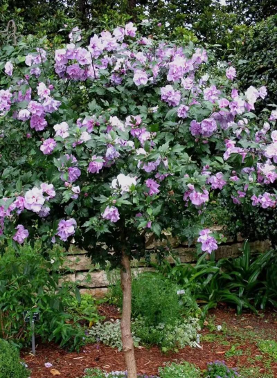 纯净水可以养花吗，了解水质影响，掌握正确方法