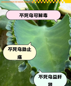 纯净水可以养花吗，了解水质影响，掌握正确方法