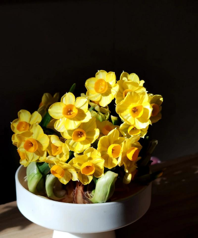 纯净水可以养花吗，了解水质影响，掌握正确方法