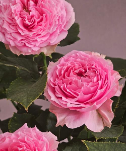 纯净水可以养花吗，了解水质影响，掌握正确方法