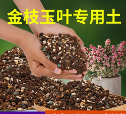 纯净水可以养花吗，了解水质影响，掌握正确方法