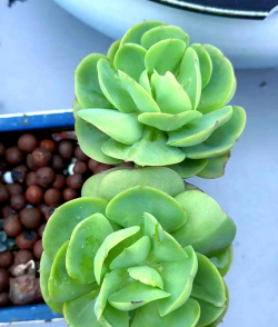 纯净水可以养花吗，了解水质影响，掌握正确方法