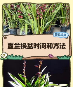 纯净水可以养花吗，了解水质影响，掌握正确方法