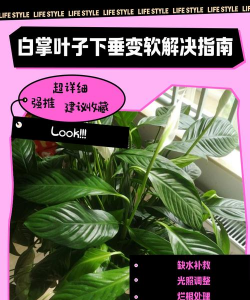 纯净水可以养花吗，了解水质影响，掌握正确方法