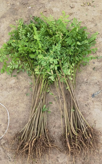 紫穗槐籽怎么种植 紫穗槐籽怎么种植