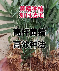 盆栽黄精怎么种植 盆栽黄精怎么种植