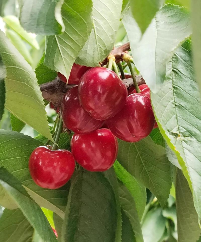 小众送妈妈的花有哪些花