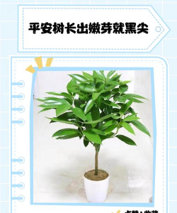 纯净水可以养花吗，了解水质影响，掌握正确方法