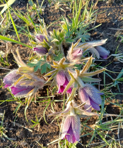 白头翁花是什么花 白头翁花是什么花