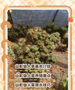 养花的诗句，传递生活情感，点缀日常美好