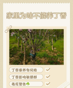 养花的诗句，传递生活情感，点缀日常美好