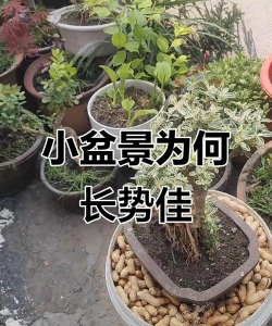 养花的诗句，传递生活情感，点缀日常美好