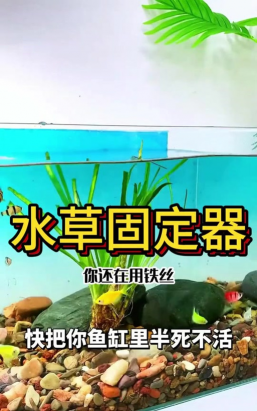 养花的诗句，传递生活情感，点缀日常美好