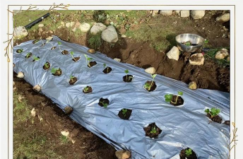 养花的诗句，传递生活情感，点缀日常美好