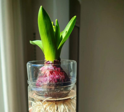 养花的诗句，传递生活情感，点缀日常美好