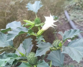 曼陀罗植物是什么样的 曼陀罗植物是什么样的