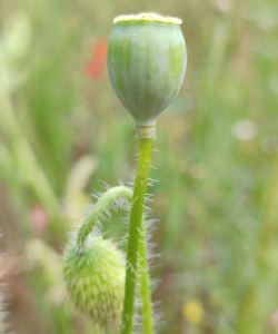养殖致富新项目，选择方向多，收益潜力大