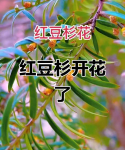 养殖致富新项目，选择方向多，收益潜力大