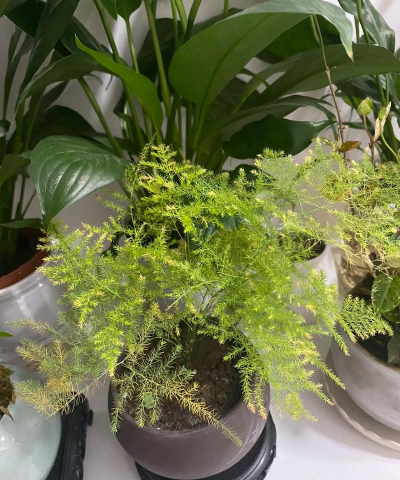 养殖致富新项目，选择方向多，收益潜力大