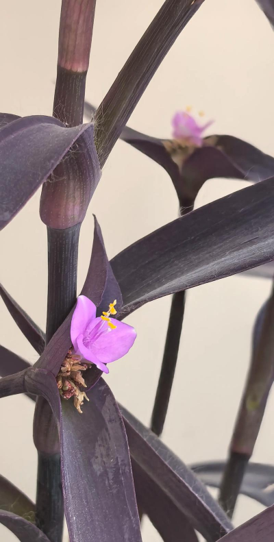 养殖致富新项目，选择方向多，收益潜力大