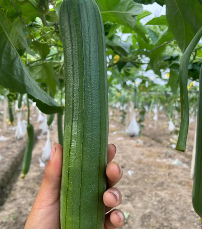 养殖致富新项目，选择方向多，收益潜力大