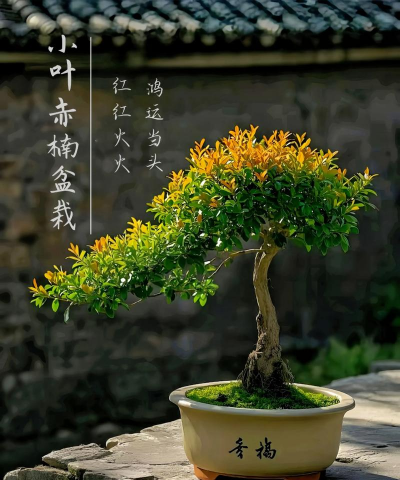 养殖致富新项目，选择方向多，收益潜力大