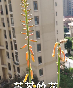 特种动物养殖，市场前景广阔，新手入门指南