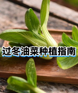 特种动物养殖，市场前景广阔，新手入门指南