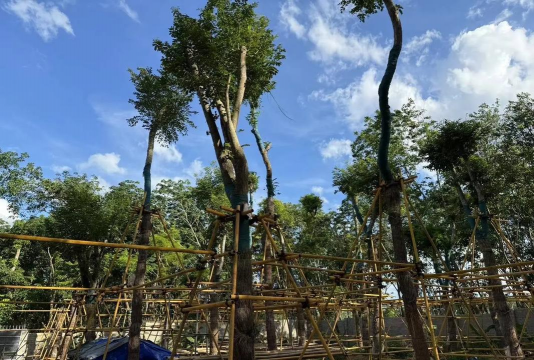 绿植花卉批发，货源怎么找，价格怎么谈