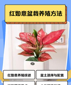 绿植花卉批发，货源怎么找，价格怎么谈