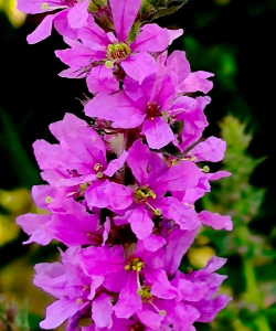 绿植花卉批发，货源怎么找，价格怎么谈