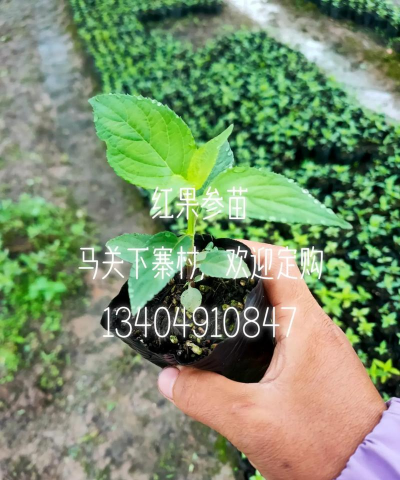 绿植花卉批发，货源怎么找，价格怎么谈