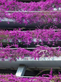 绿植花卉批发，货源怎么找，价格怎么谈