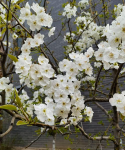 小众送妈妈的花有哪些花