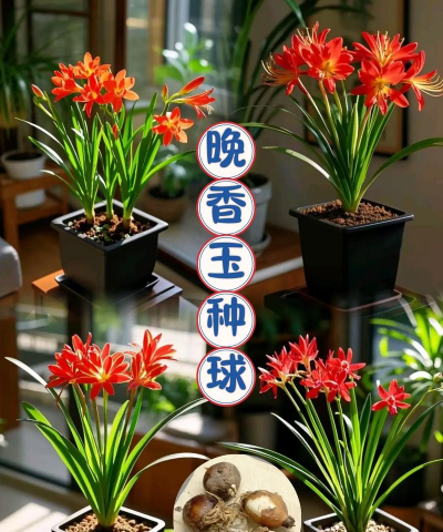 红色花卉，点亮家居氛围，增添生活色彩