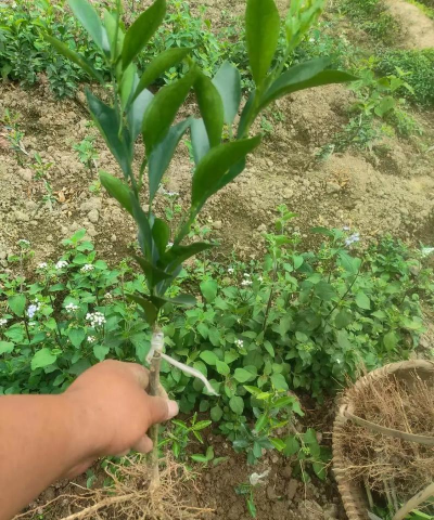 绿植花卉批发，货源怎么找，价格怎么谈