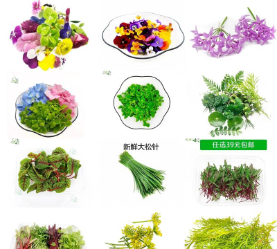 绿植花卉批发，货源怎么找，价格怎么谈