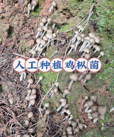 绿植花卉批发，货源怎么找，价格怎么谈