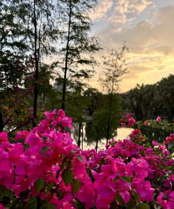 绿植花卉批发，货源怎么找，价格怎么谈