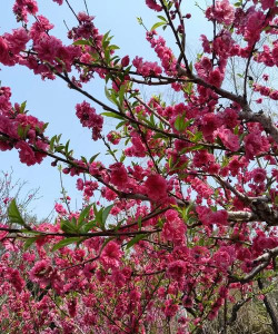 绿植花卉批发，货源怎么找，价格怎么谈