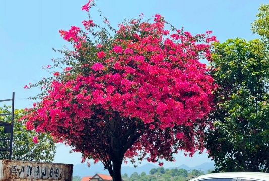 花卉花盆，选对材质，养花更轻松