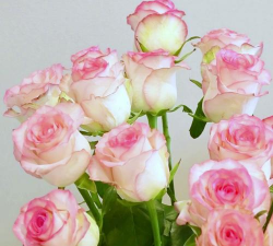 花卉花盆，选对材质，养花更轻松