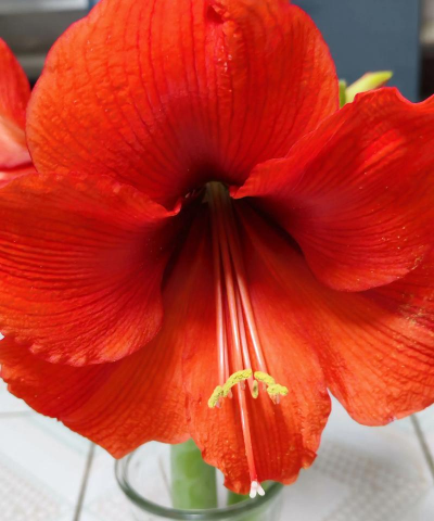 花卉花盆，选对材质，养花更轻松